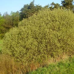 Salix cinerea